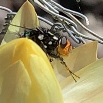 Amenia chrysame (A Blow Fly) at Black Range, NSW - 8 Oct 2020 by Steph H