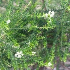 Ozothamnus diosmifolius (Rice Flower, White Dogwood, Sago Bush) at Black Range, NSW - 8 Oct 2020 by MatthewHiggins