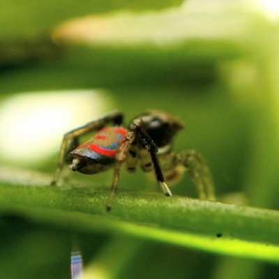 Maratus pavonis (Dunn's peacock spider) at Acton, ACT - 8 Oct 2020 by Angus44