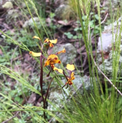 Diuris pardina (Leopard Doubletail) at The Pinnacle - 8 Oct 2020 by strigo