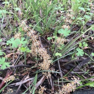 Lomandra multiflora at Hawker, ACT - 8 Oct 2020