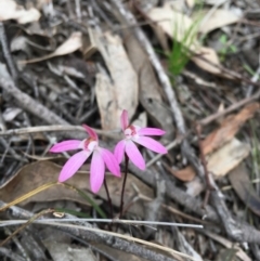 Caladenia fuscata (Dusky Fingers) at Hawker, ACT - 19 Sep 2020 by strigo