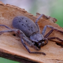 Isopeda sp. (genus) (Huntsman Spider) at The Pinnacle - 8 Oct 2020 by Kurt