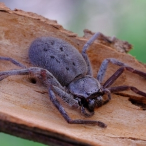 Isopeda sp. (genus) at Hawker, ACT - 8 Oct 2020