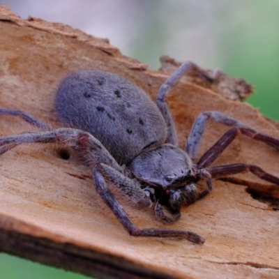 Isopeda sp. (genus) (Huntsman Spider) at The Pinnacle - 8 Oct 2020 by Kurt