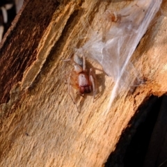 Clubiona sp. (genus) (Unidentified Stout Sac Spider) at Hawker, ACT - 8 Oct 2020 by Kurt