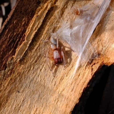 Clubiona sp. (genus) (Unidentified Stout Sac Spider) at The Pinnacle - 8 Oct 2020 by Kurt