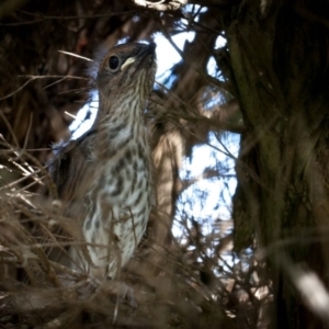 Colluricincla harmonica at Murrumbateman, NSW - 8 Oct 2020