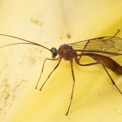 Netelia sp. (genus) (An Ichneumon wasp) at Googong, NSW - 8 Oct 2020 by WHall