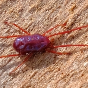 Rainbowia sp. (genus) at Hawker, ACT - 8 Oct 2020