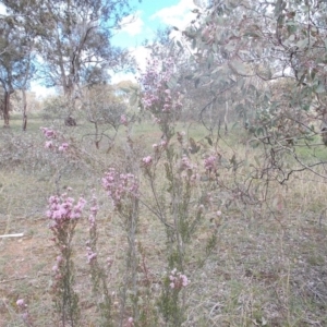 Kunzea parvifolia at Calwell, ACT - 8 Oct 2020 03:54 PM