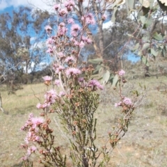 Kunzea parvifolia at Calwell, ACT - 8 Oct 2020 03:54 PM