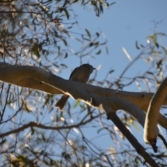 Pachycephala pectoralis at Wamboin, NSW - 28 Aug 2020