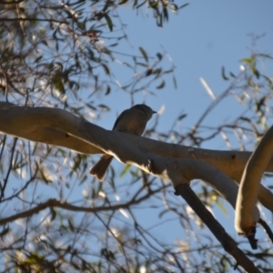 Pachycephala pectoralis at Wamboin, NSW - 28 Aug 2020