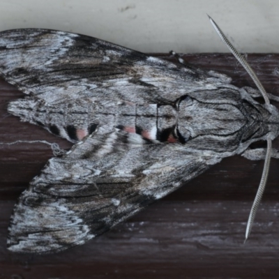 Agrius convolvuli (Convolvulus Hawk Moth) at Lilli Pilli, NSW - 7 Oct 2020 by jbromilow50