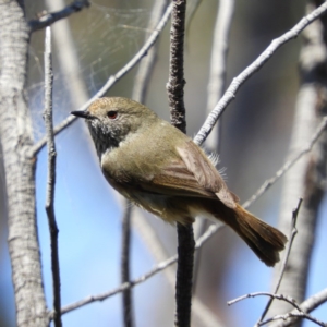 Acanthiza pusilla at Farrer, ACT - 4 Oct 2020