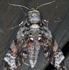 Tetrachroa edwardsi (A Hawk moth) at Lilli Pilli, NSW - 7 Oct 2020 by jbromilow50