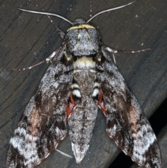 Tetrachroa edwardsi (A Hawk moth) at Lilli Pilli, NSW - 7 Oct 2020 by jb2602