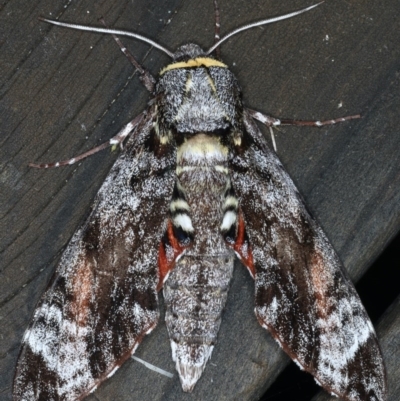 Tetrachroa edwardsi (A Hawk moth) at Lilli Pilli, NSW - 7 Oct 2020 by jb2602
