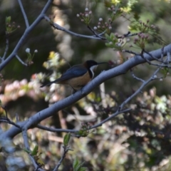 Acanthorhynchus tenuirostris (Eastern Spinebill) at Wamboin, NSW - 4 Sep 2020 by natureguy
