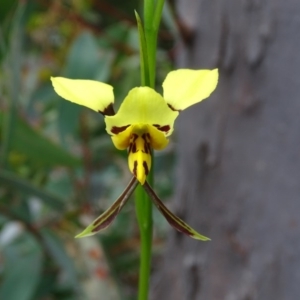 Diuris sulphurea at Jerrabomberra, ACT - 8 Oct 2020