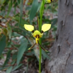 Diuris sulphurea at Jerrabomberra, ACT - 8 Oct 2020