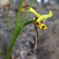 Diuris sulphurea at Jerrabomberra, ACT - 8 Oct 2020