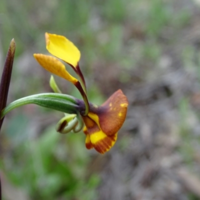 Diuris semilunulata (Late Leopard Orchid) at Tuggeranong DC, ACT - 8 Oct 2020 by Mike