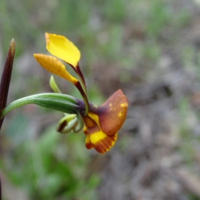 Diuris semilunulata (Late Leopard Orchid) at Wanniassa Hill - 8 Oct 2020 by Mike