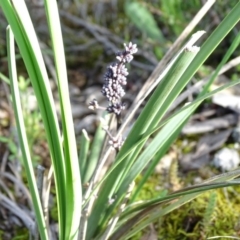 Lomandra multiflora (Many-flowered Matrush) at Wanniassa Hill - 8 Oct 2020 by Mike