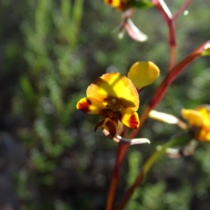 Diuris semilunulata at Tuggeranong DC, ACT - 8 Oct 2020