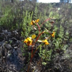 Diuris semilunulata at Tuggeranong DC, ACT - suppressed