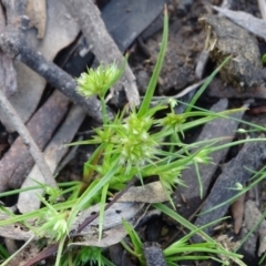 Juncus capitatus (Dwarf Rush) at Jerrabomberra, ACT - 8 Oct 2020 by Mike