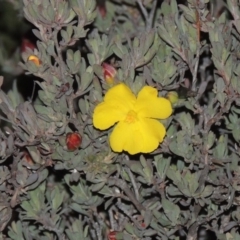 Hibbertia obtusifolia (Grey Guinea-flower) at Chisholm, ACT - 30 May 2020 by MichaelBedingfield