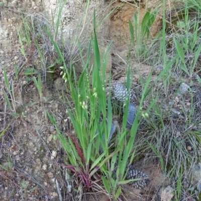 Briza maxima (Quaking Grass, Blowfly Grass) at Isaacs, ACT - 8 Oct 2020 by Mike