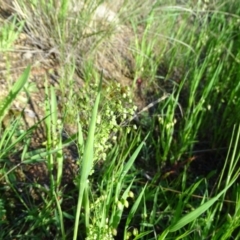 Briza minor (Shivery Grass) at Isaacs, ACT - 8 Oct 2020 by Mike