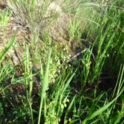 Briza minor (Shivery Grass) at Isaacs, ACT - 8 Oct 2020 by Mike