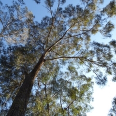 Eucalyptus elata (River Peppermint) at Mogilla, NSW - 3 Oct 2020 by JackieLambert