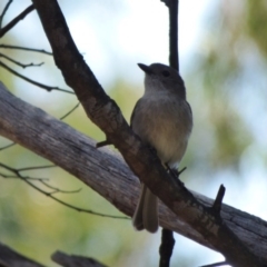 Pachycephala pectoralis (Golden Whistler) at Mogilla, NSW - 3 Oct 2020 by JackieLambert