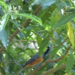 Monarcha melanopsis (Black-faced Monarch) at Mogilla, NSW - 3 Oct 2020 by JackieLambert