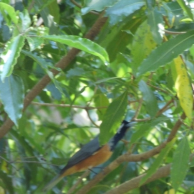 Monarcha melanopsis (Black-faced Monarch) at Mogilla, NSW - 3 Oct 2020 by JackieLambert