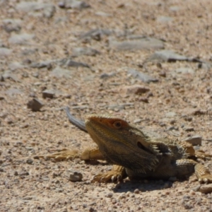 Pogona barbata at Kangiara, NSW - 4 Oct 2020