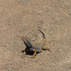 Pogona barbata at Kangiara, NSW - suppressed