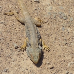 Pogona barbata at Kangiara, NSW - suppressed