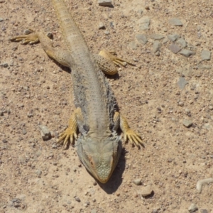 Pogona barbata at Kangiara, NSW - suppressed