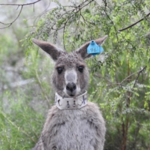 Macropus giganteus at Acton, ACT - 7 Oct 2020