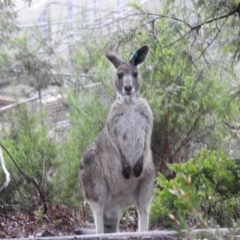 Macropus giganteus at Acton, ACT - 7 Oct 2020