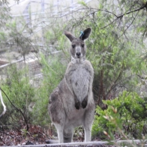 Macropus giganteus at Acton, ACT - 7 Oct 2020