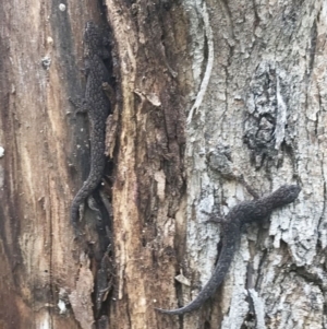 Christinus marmoratus at Hughes, ACT - 6 Oct 2020