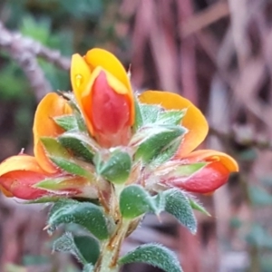 Pultenaea procumbens at Isaacs, ACT - 6 Oct 2020